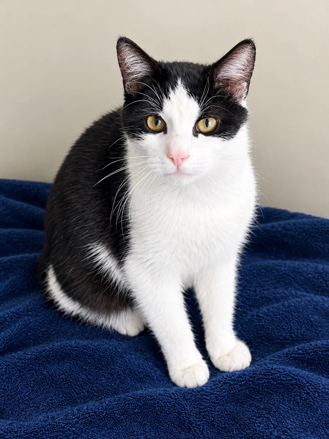 Elvis - Domestic Short Hair cat available for adoption at SPCA New Zealand in Taupō