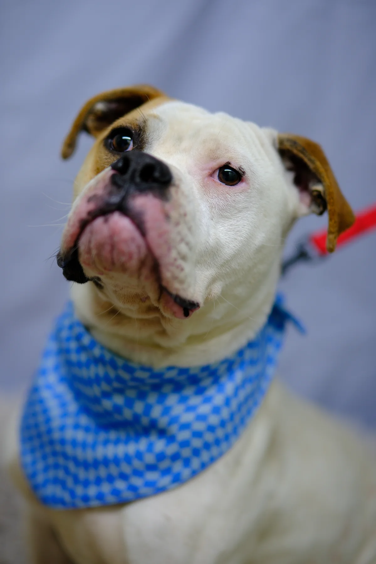 Bluey - Mixed Breed available for adoption at SPCA New Zealand in Palmerston North