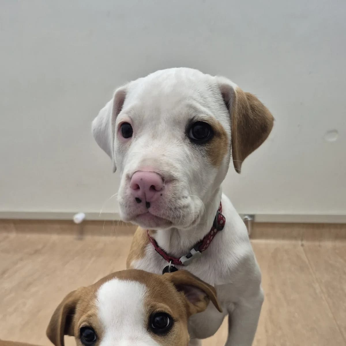 Willow - Staffy x Mastiff Cross available for adoption at SPCA New Zealand in Palmerston North