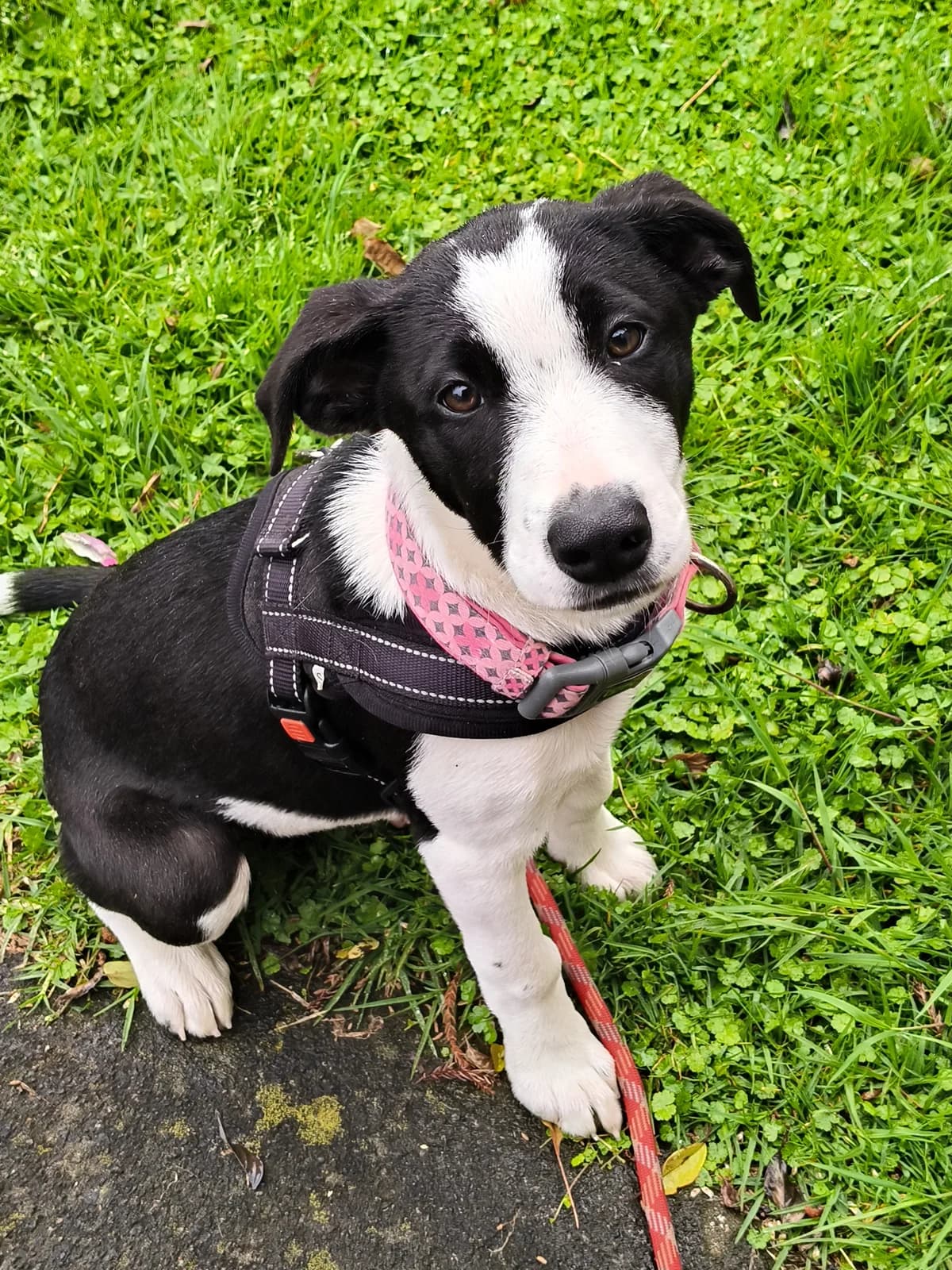 Brooklyn - Mixed Breed available for adoption at SPCA New Zealand in New Plymouth