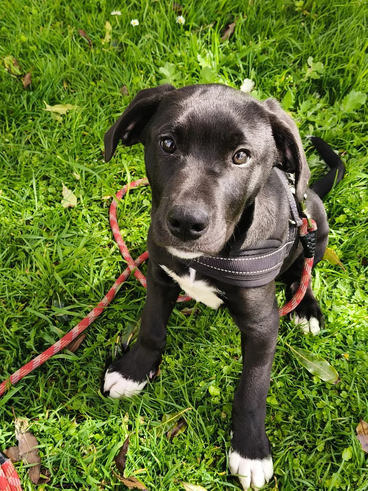 Beau - Mixed Breed available for adoption at SPCA New Zealand in New Plymouth