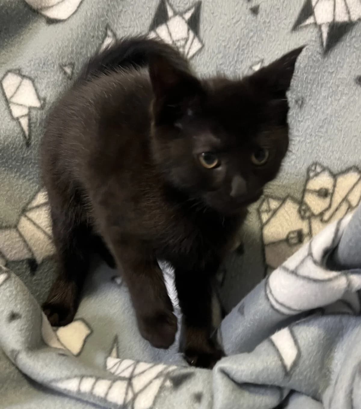 Rainbow Dash - Domestic Short Hair cat available for adoption at SPCA New Zealand in Hamilton