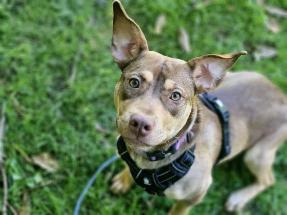 Radar - Mixed Breed available for adoption at SPCA New Zealand in Wellington