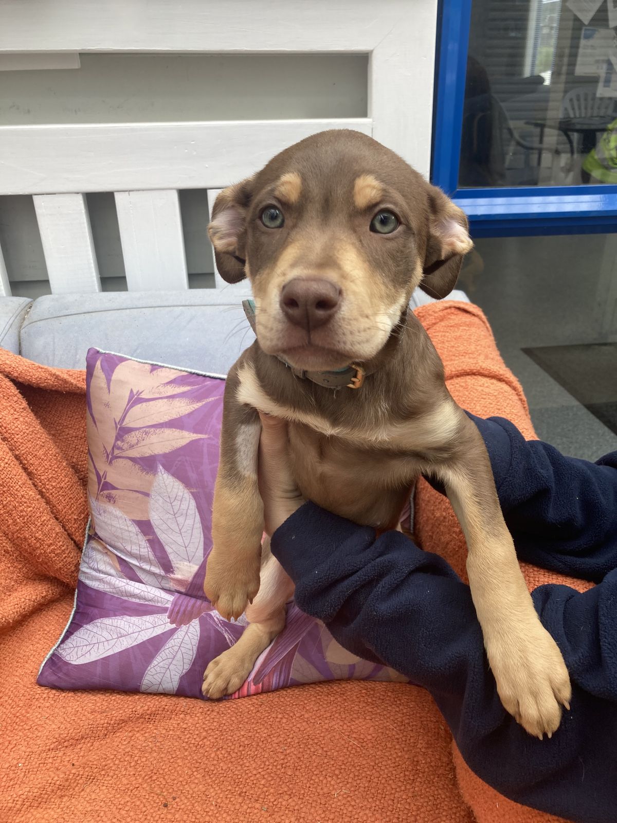 Cherrios - Mixed Breed available for adoption at SPCA New Zealand in Nelson