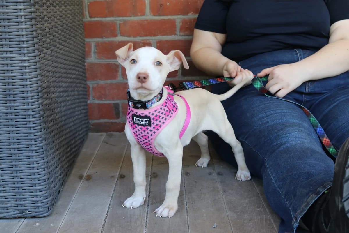 Orla - Mixed Breed available for adoption at SPCA New Zealand in Wellington