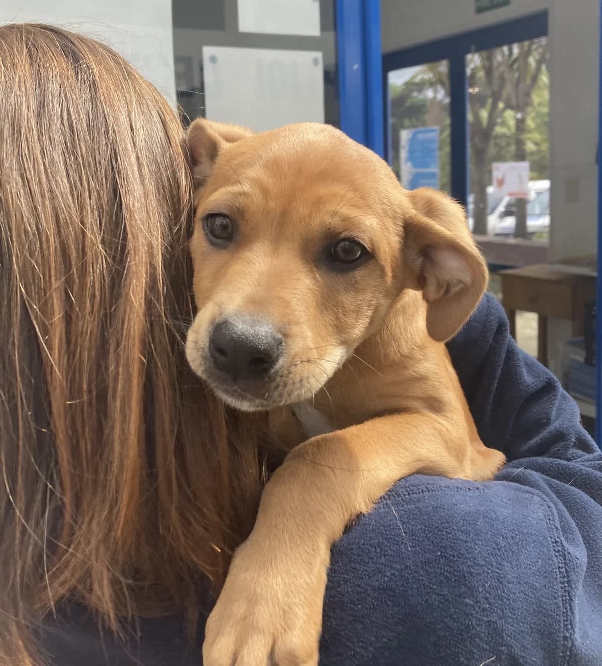 Honey Puffs - Mixed Breed available for adoption at SPCA New Zealand in Nelson