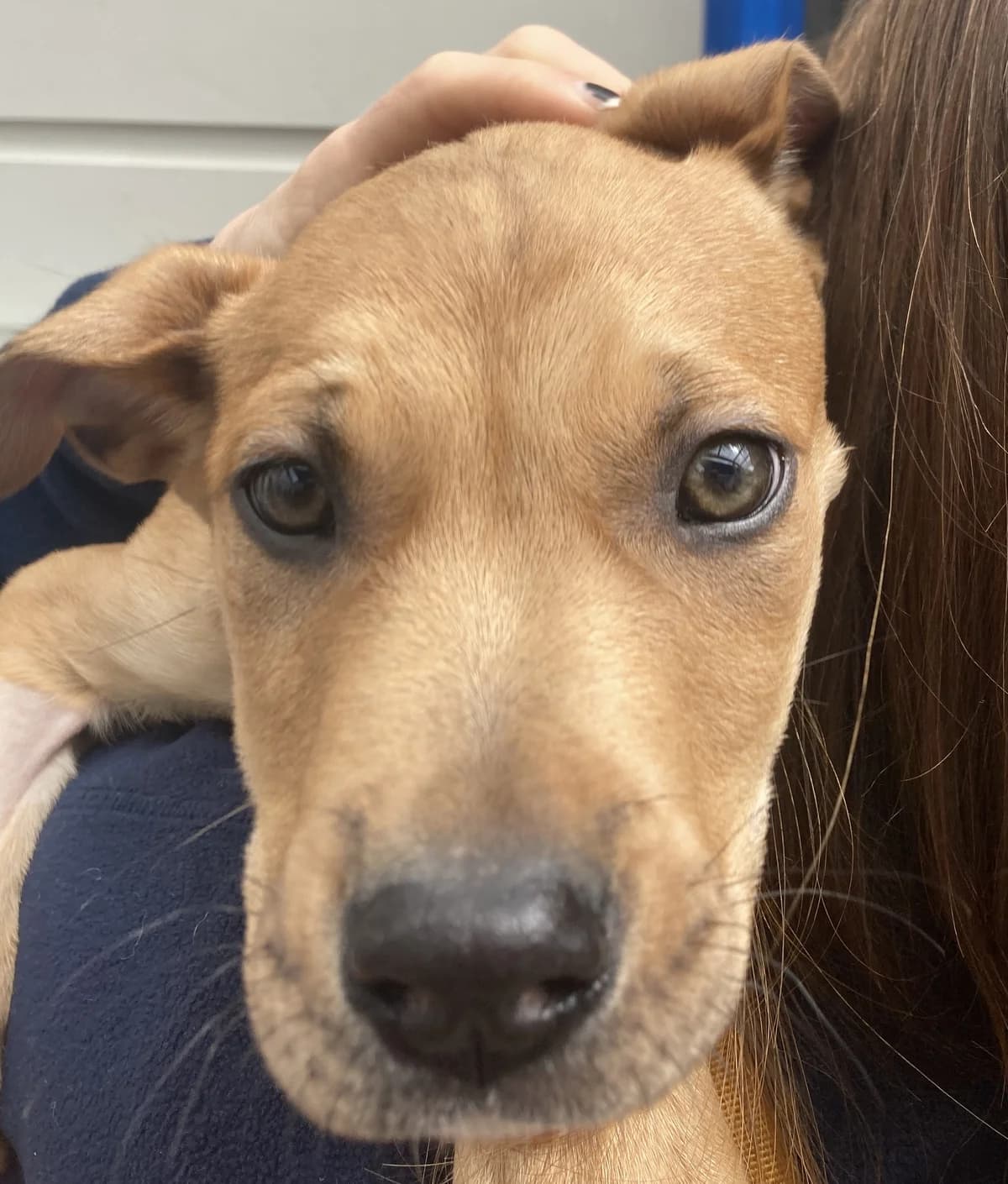 Granola - Mixed Breed available for adoption at SPCA New Zealand in Nelson