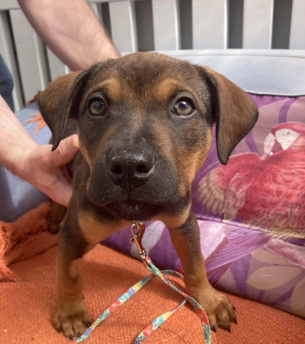 Snicker - Mixed Breed available for adoption at SPCA New Zealand in Nelson