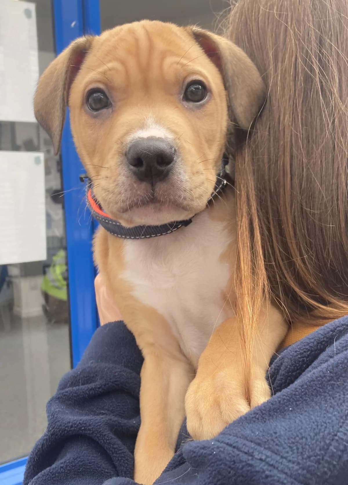 Ford - Mixed Breed available for adoption at SPCA New Zealand in Nelson