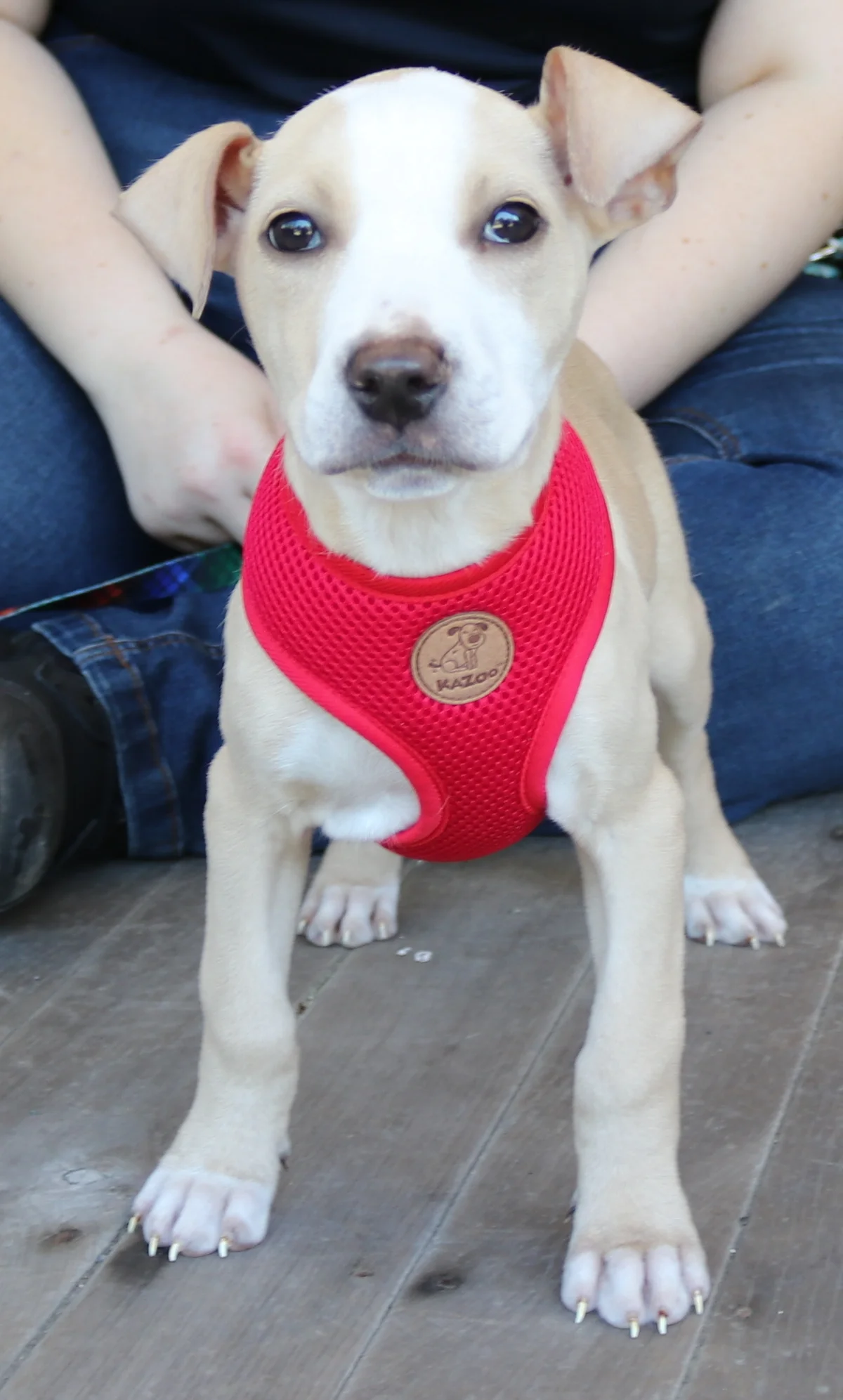 Diana - Mixed Breed available for adoption at SPCA New Zealand in Wellington