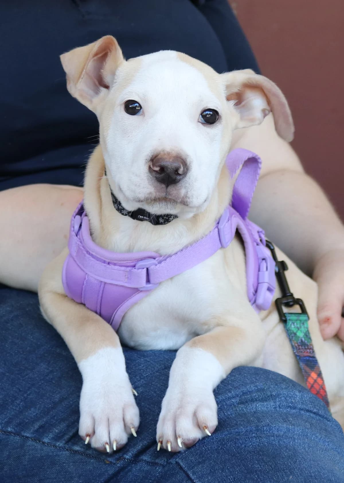 Zara - Mixed Breed available for adoption at SPCA New Zealand in Wellington