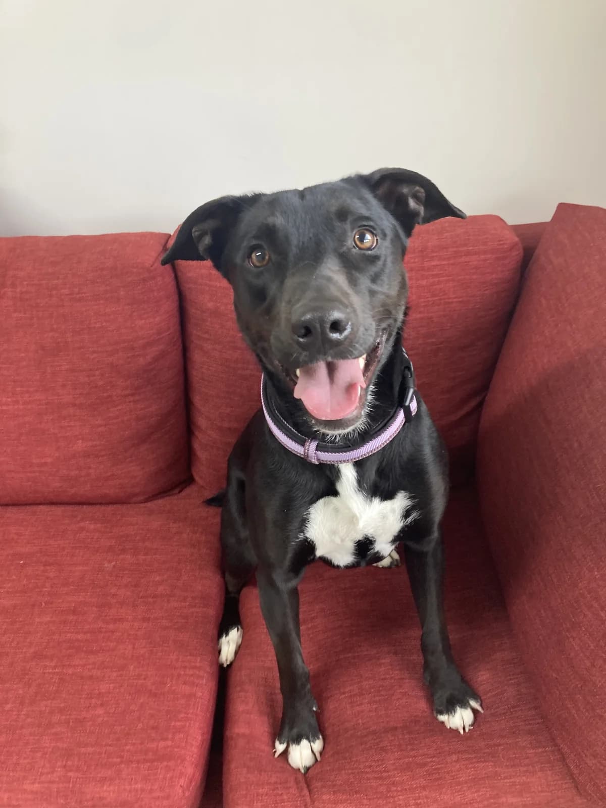 Bentley - Labrador x Staffy Cross available for adoption at SPCA New Zealand in Nelson