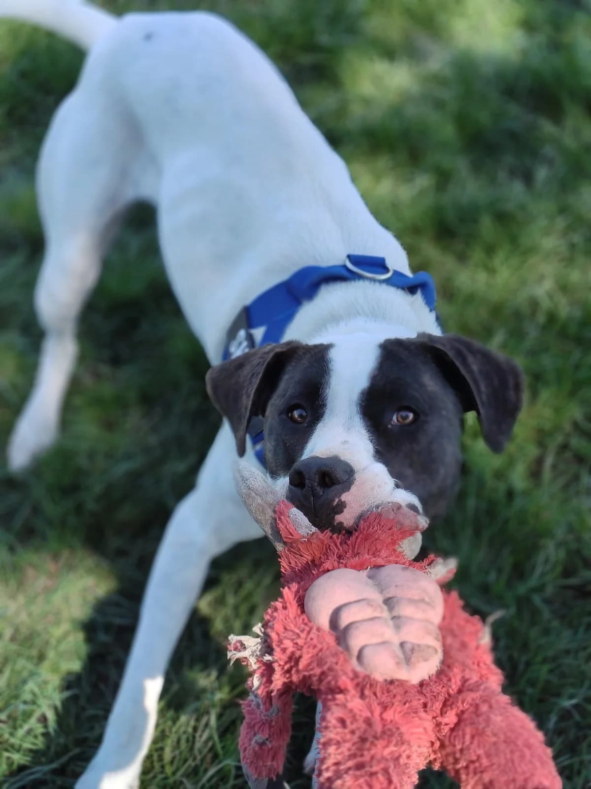 Shiloh - Mixed Breed available for adoption at SPCA New Zealand in Timaru
