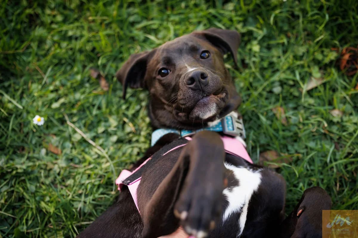 Lola - Mixed Breed available for adoption at SPCA New Zealand in Wellington