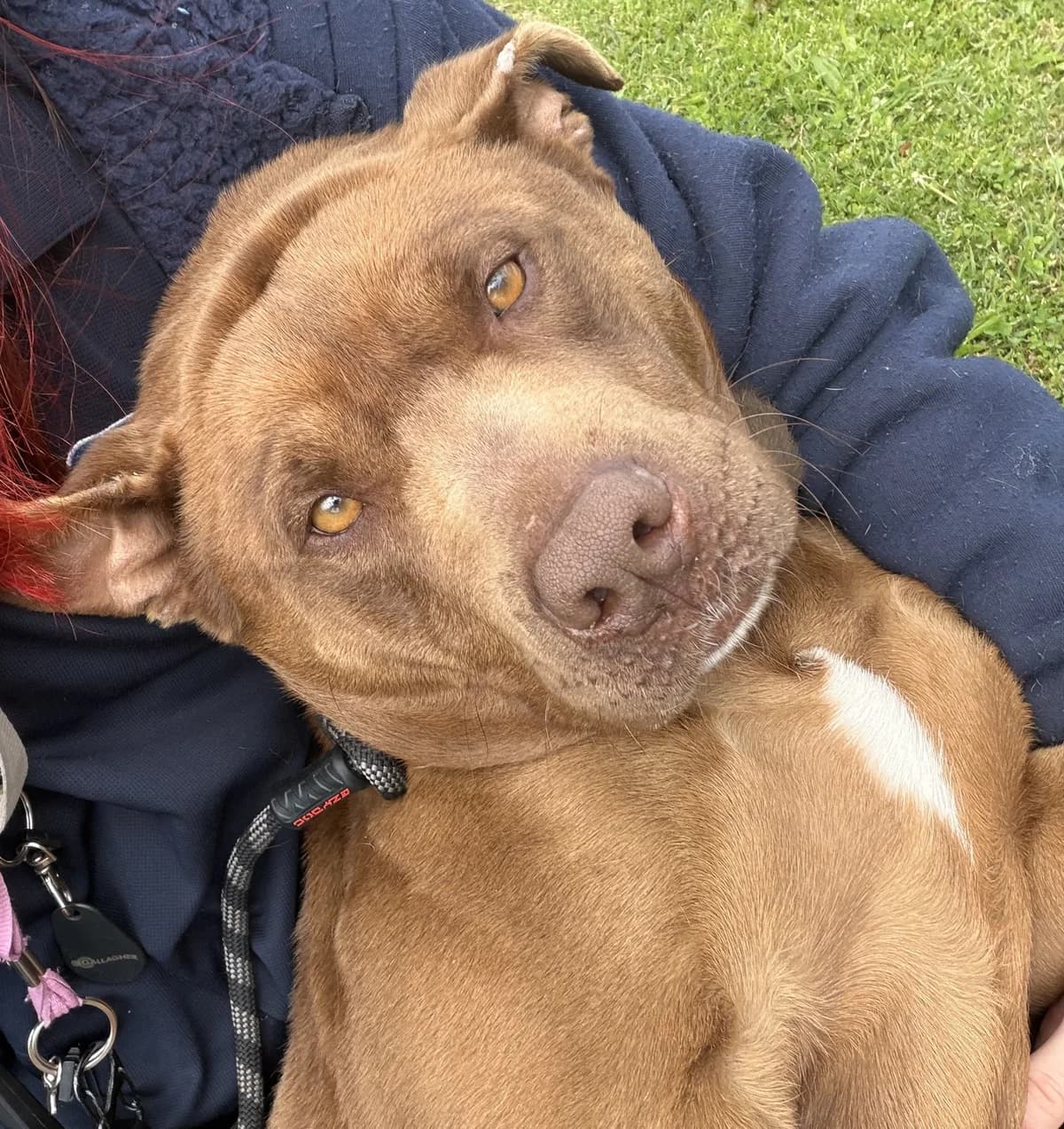 Brandy - Mixed Breed available for adoption at SPCA New Zealand in Auckland