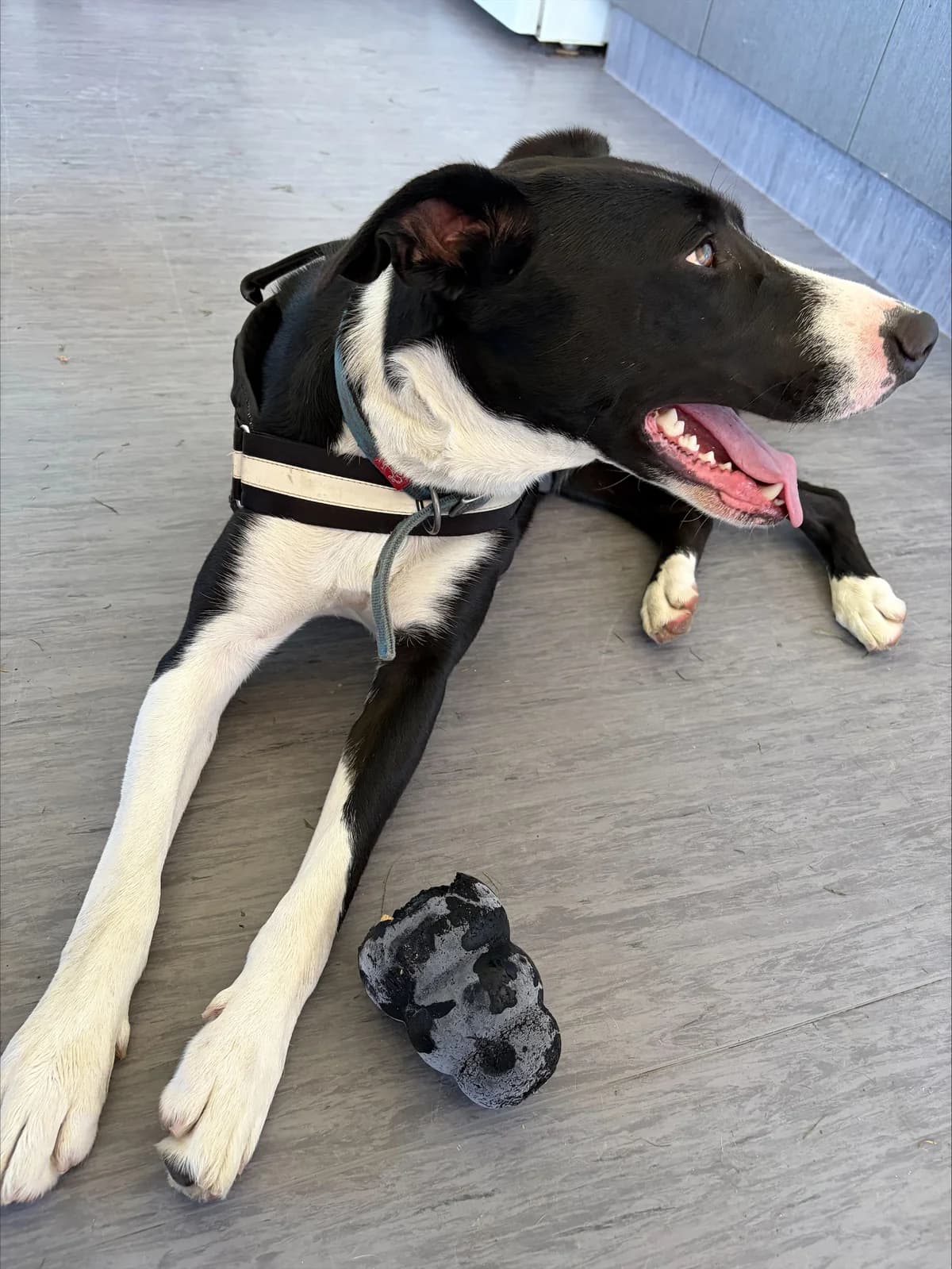 Dragon - Mixed Breed available for adoption at SPCA New Zealand in Invercargill