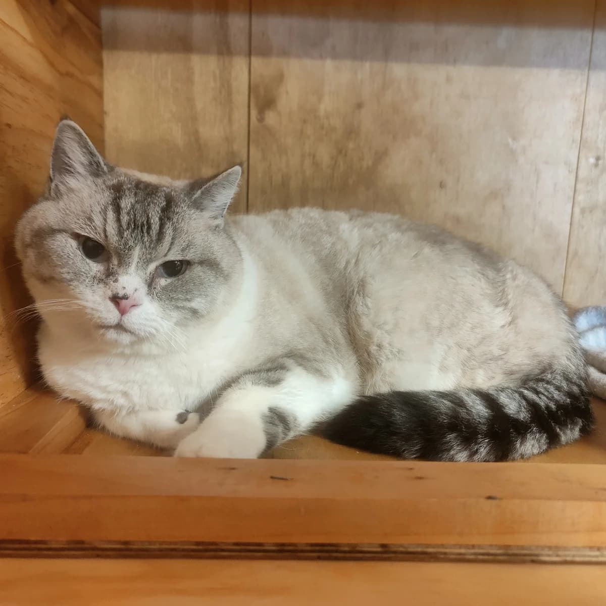 Frankie - Ragdoll cat available for adoption at SPCA New Zealand in Greymouth