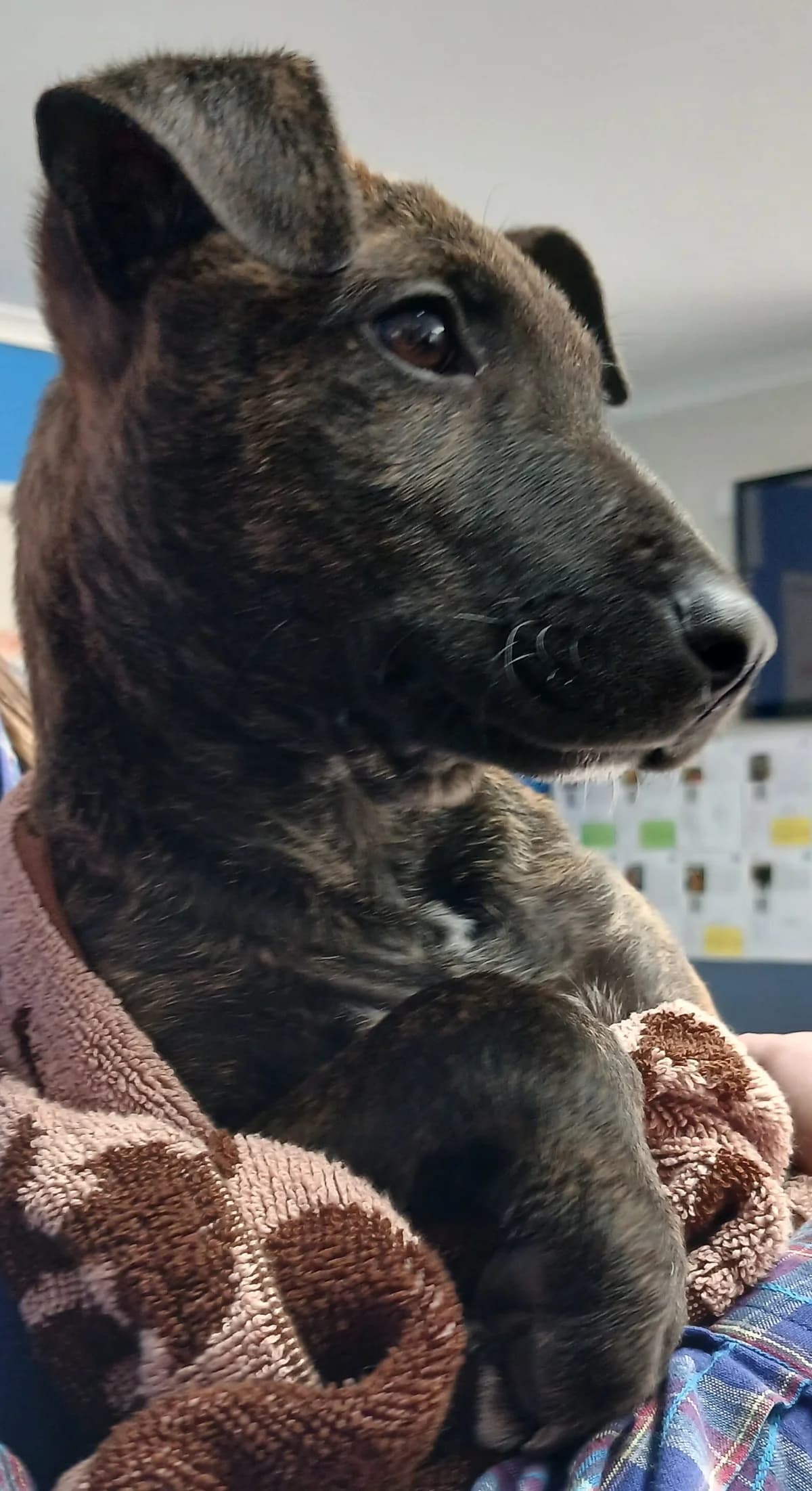 Lars - Mixed Breed available for adoption at SPCA New Zealand in Tauranga