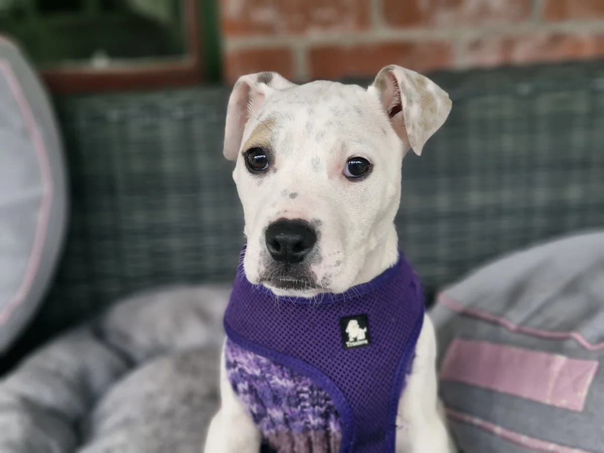 Robin - Mixed Breed available for adoption at SPCA New Zealand in Masterton
