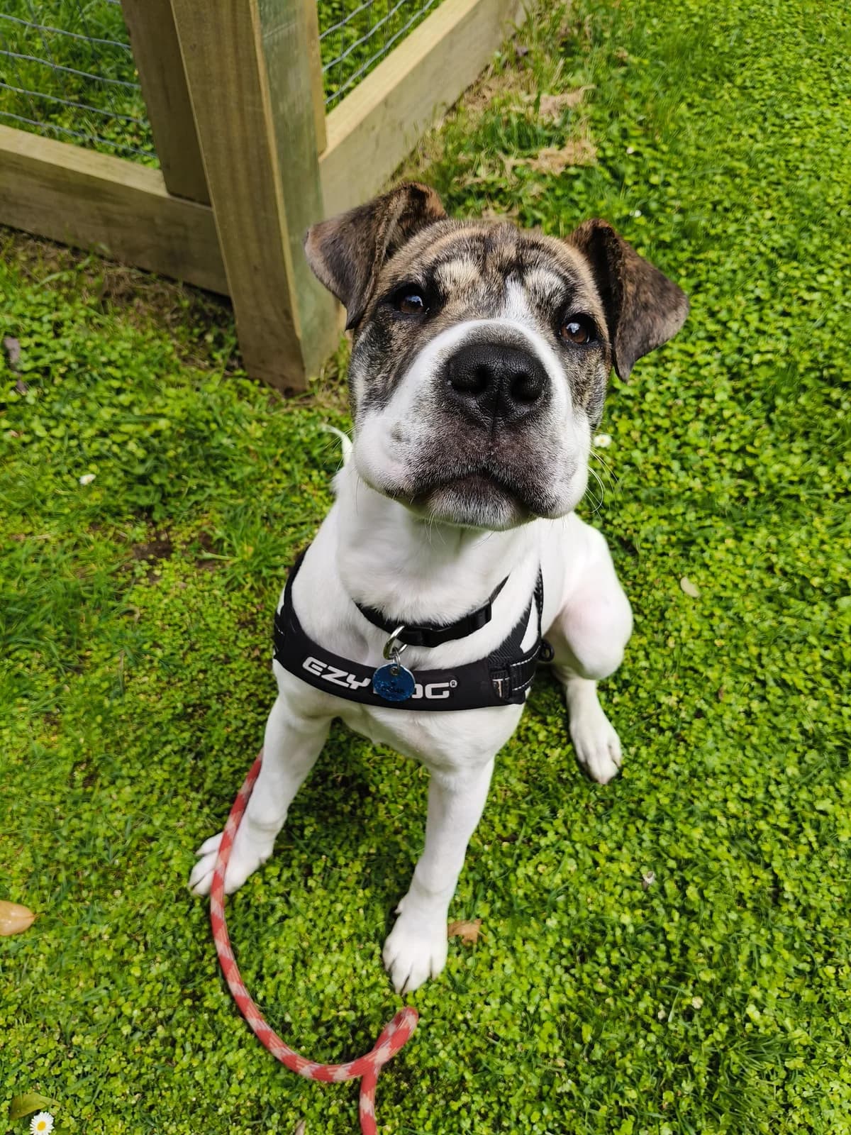 Marley - Mixed Breed available for adoption at SPCA New Zealand in New Plymouth