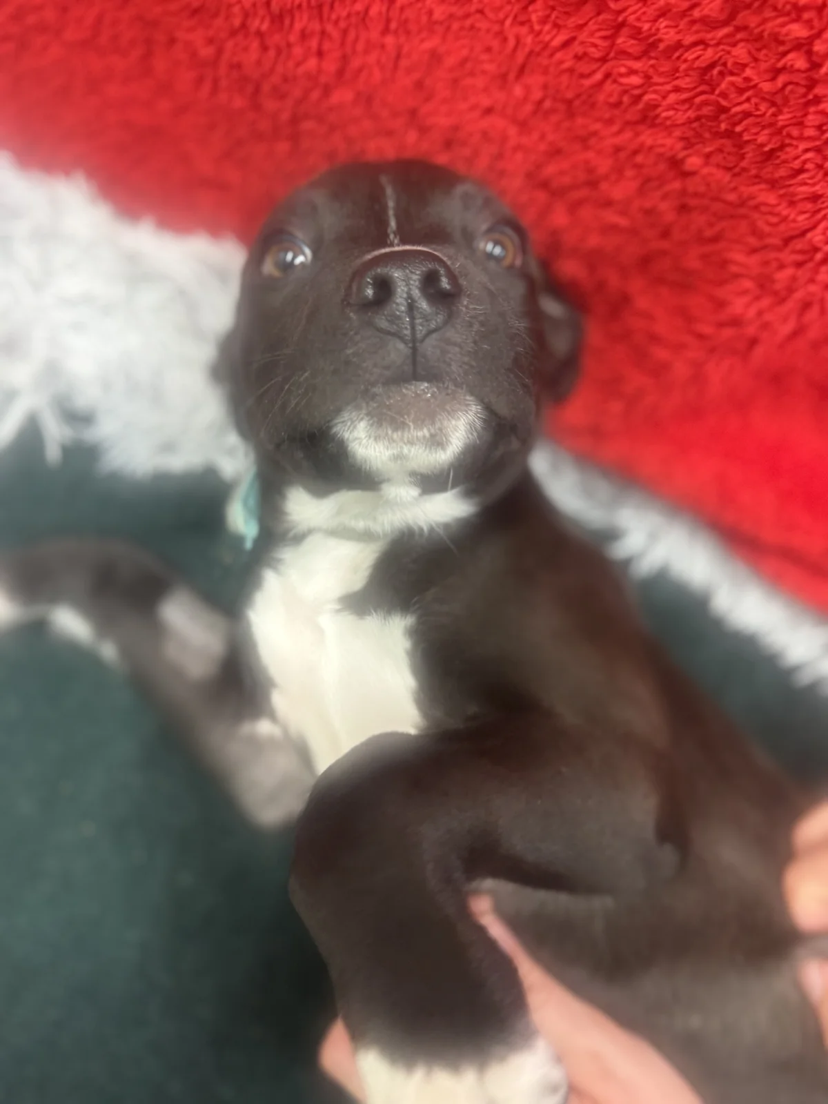 Comet - Mixed Breed available for adoption at SPCA New Zealand in Dunedin