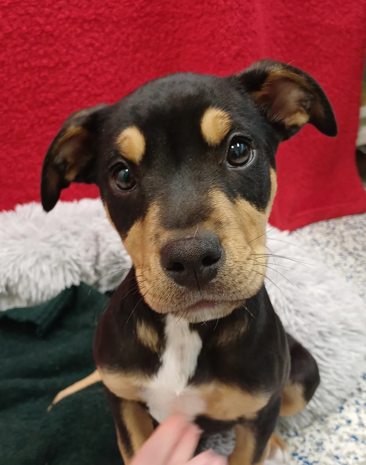 Nova - Mixed Breed available for adoption at SPCA New Zealand in Dunedin