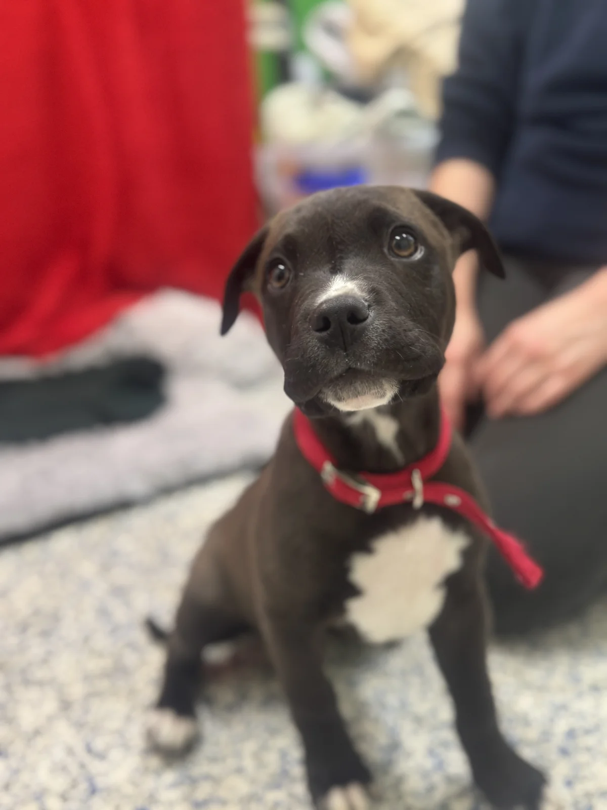Cosmo - Mixed Breed available for adoption at SPCA New Zealand in Dunedin