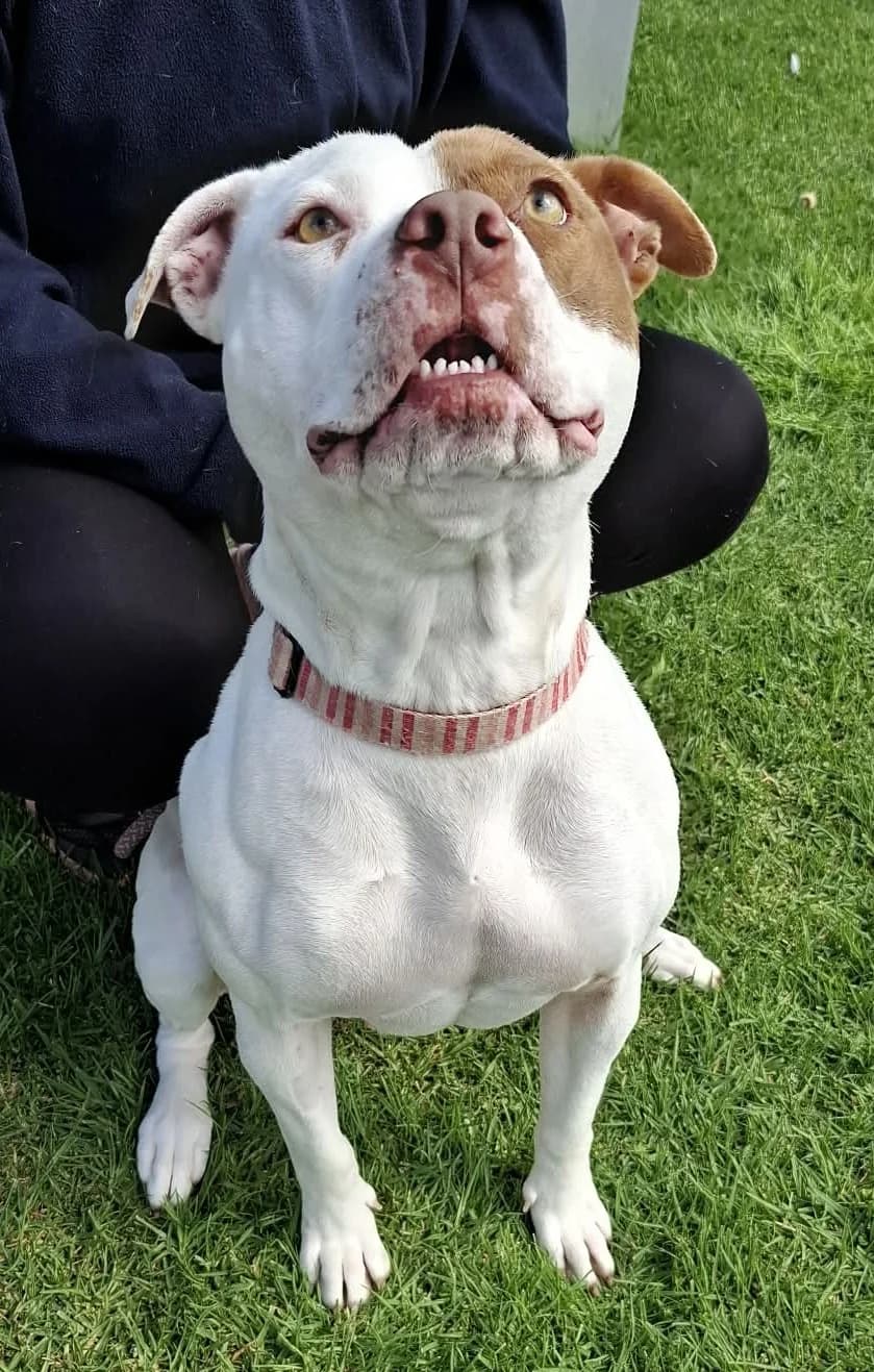 Aura - Mixed Breed available for adoption at SPCA New Zealand in Whangārei