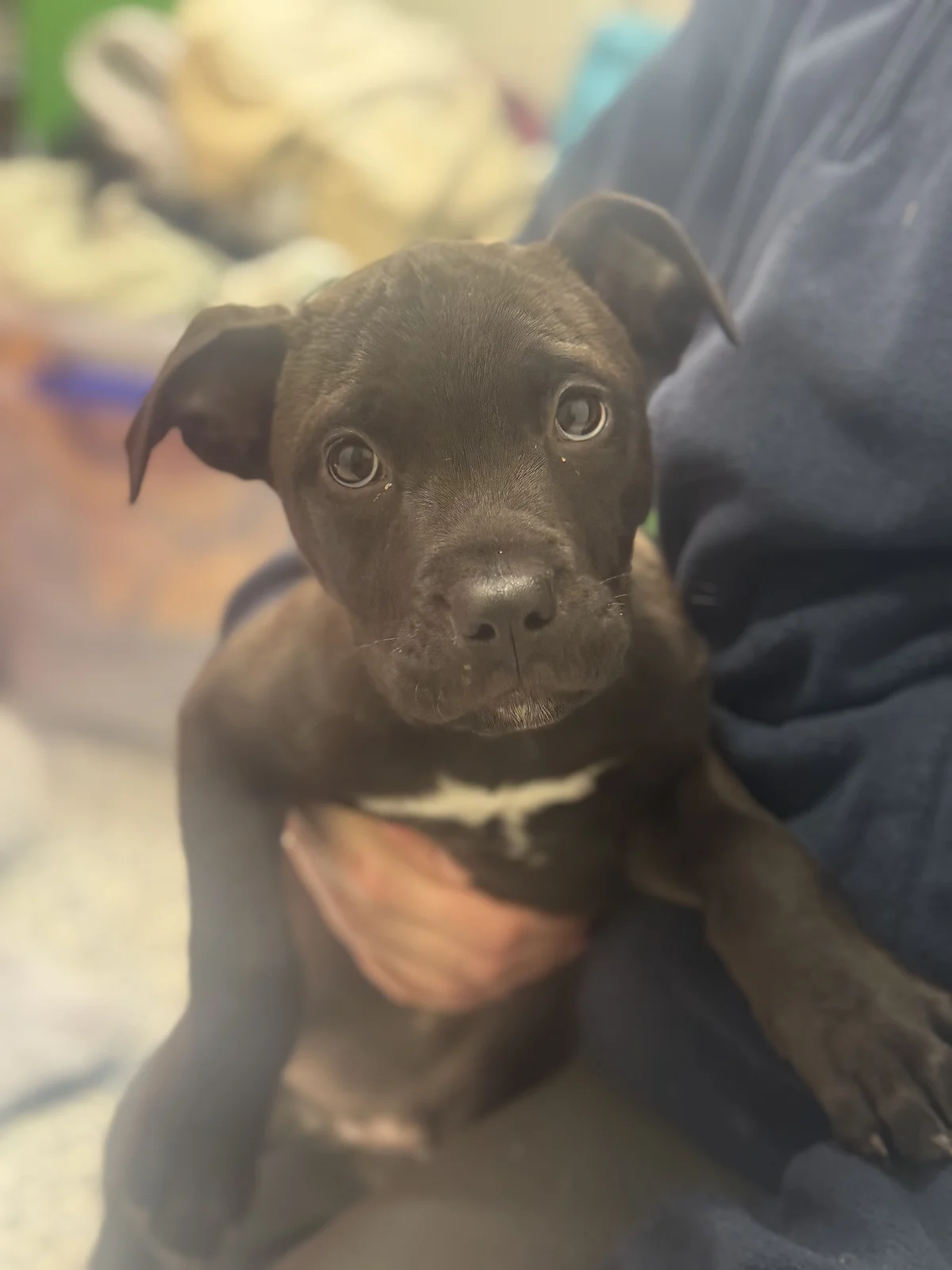 Astro - Mixed Breed available for adoption at SPCA New Zealand in Dunedin