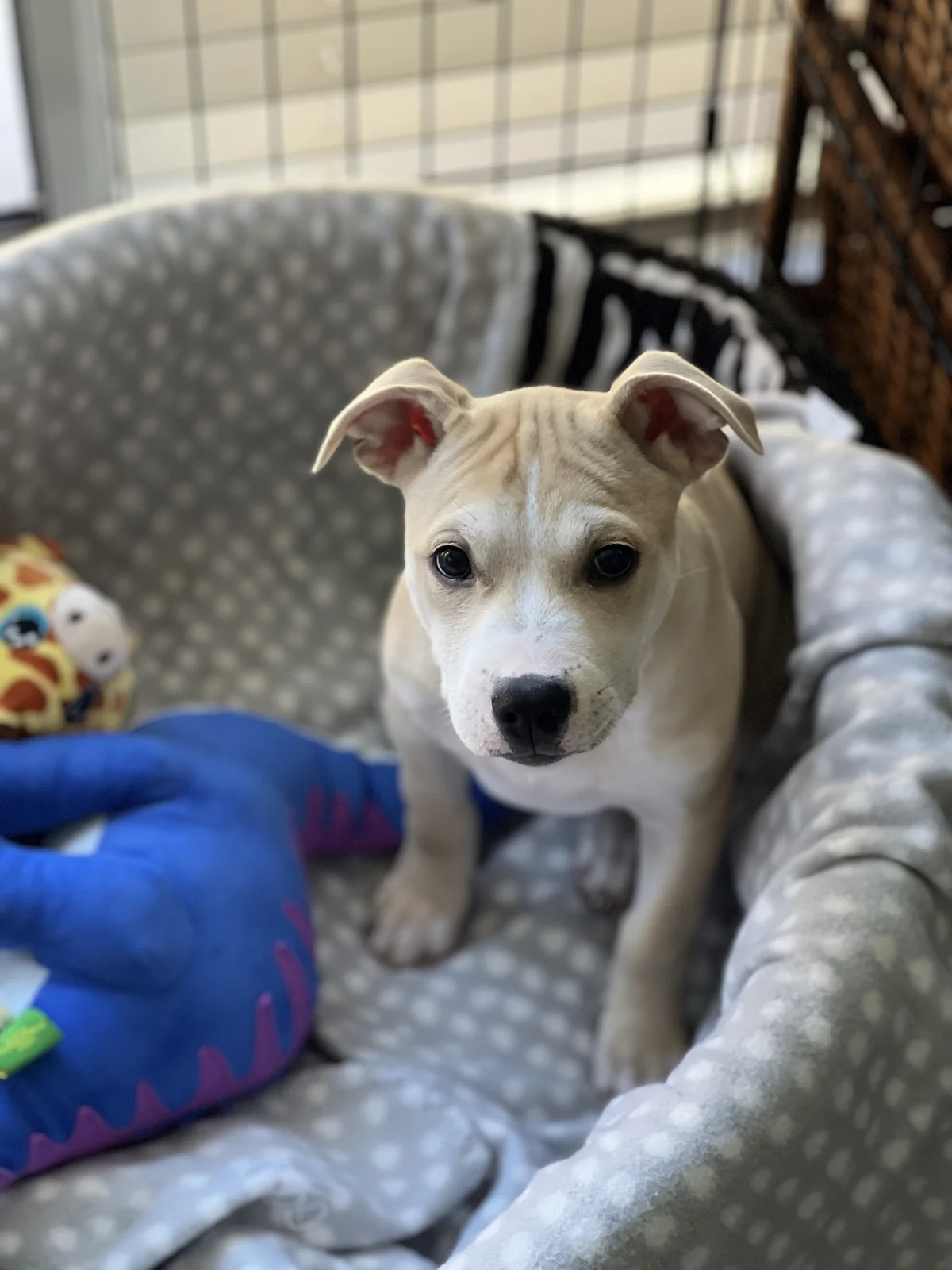 Syrax - Mixed Breed available for adoption at SPCA New Zealand in Auckland