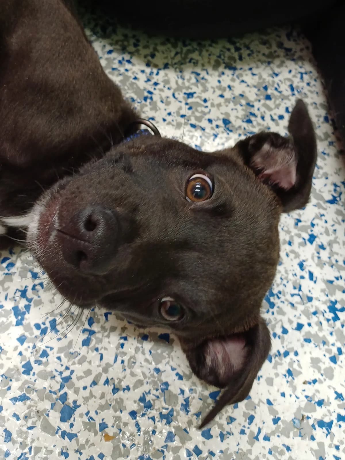 Apollo - Mixed Breed available for adoption at SPCA New Zealand in Dunedin
