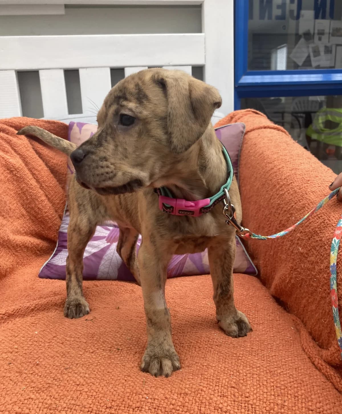 Izuzu - Mixed Breed available for adoption at SPCA New Zealand in Nelson