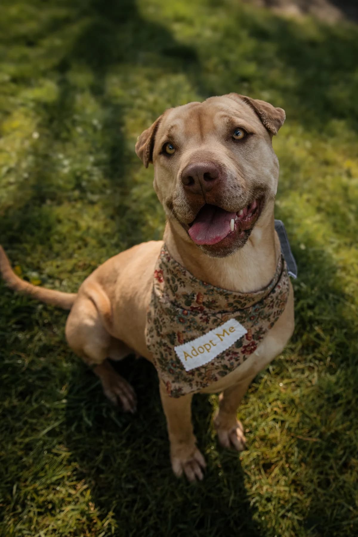 Maple - Mixed Breed available for adoption at SPCA New Zealand in Kerikeri