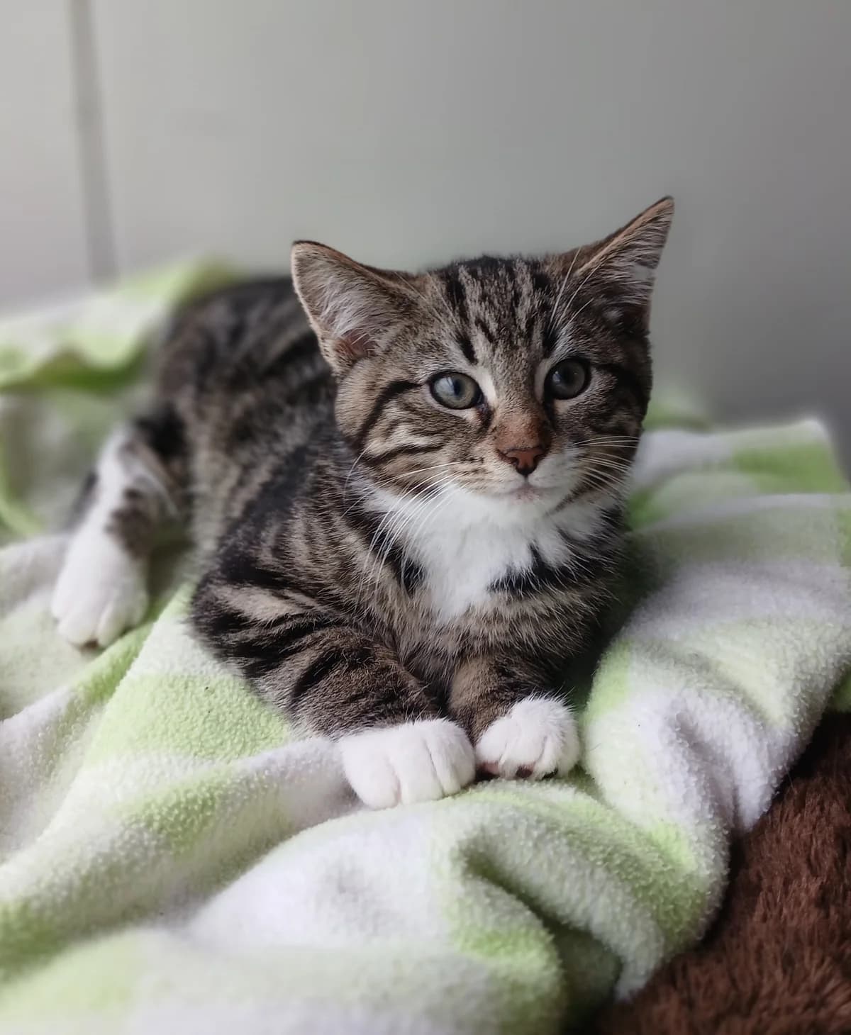 Mischief - Domestic Short Hair cat available for adoption at SPCA New Zealand in Rotorua