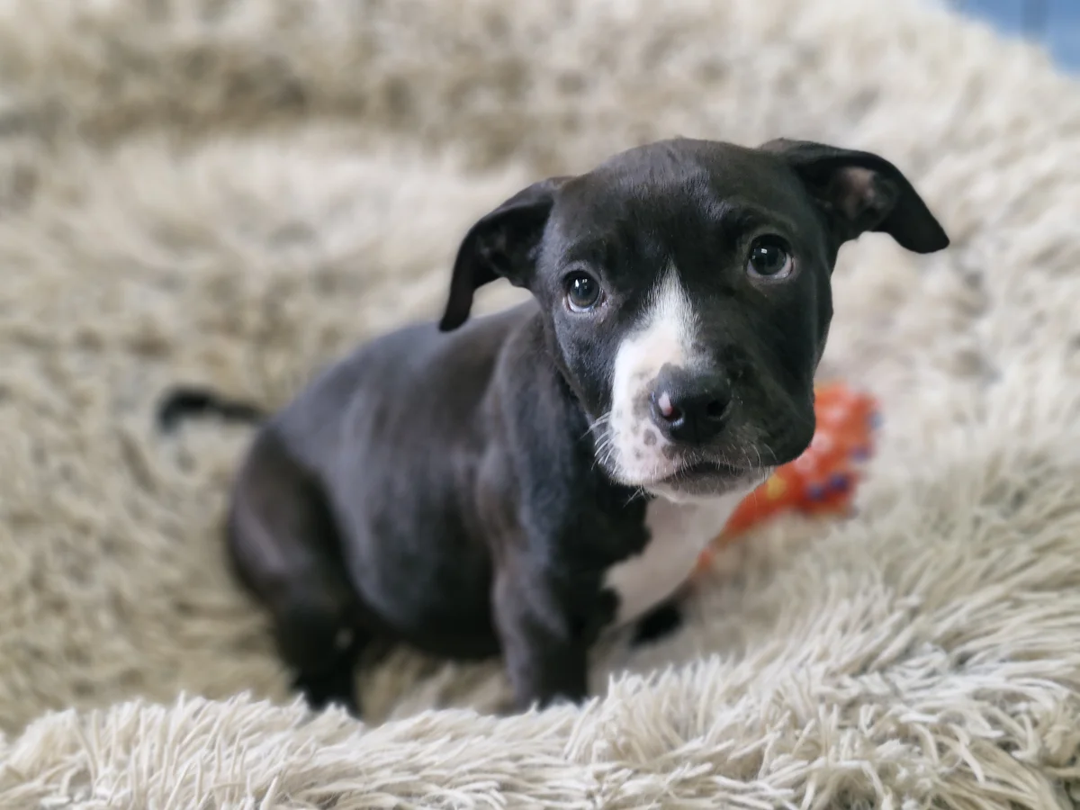 Binx - Mixed Breed available for adoption at SPCA New Zealand in Wellington