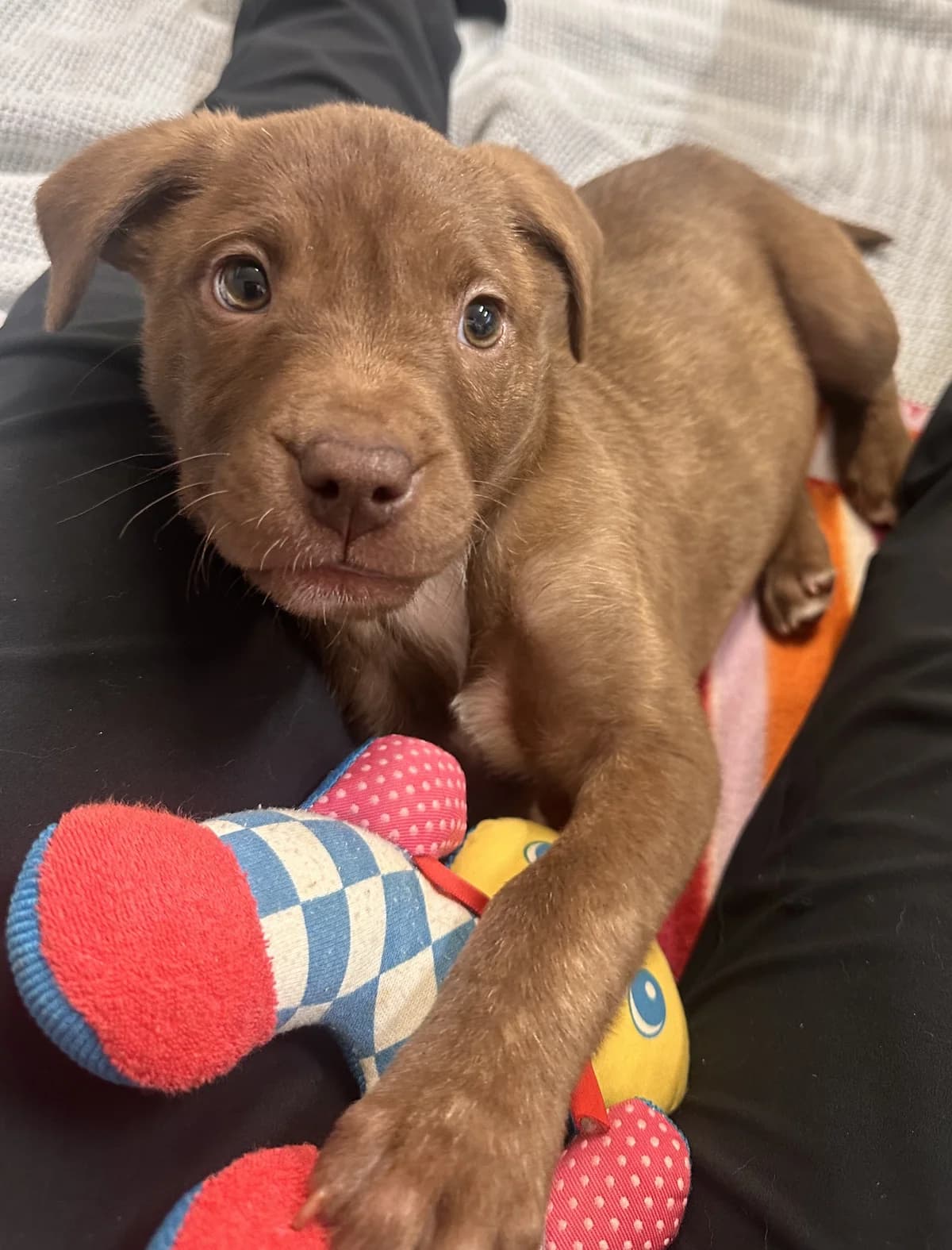 Amber - Mixed Breed available for adoption at SPCA New Zealand in Auckland