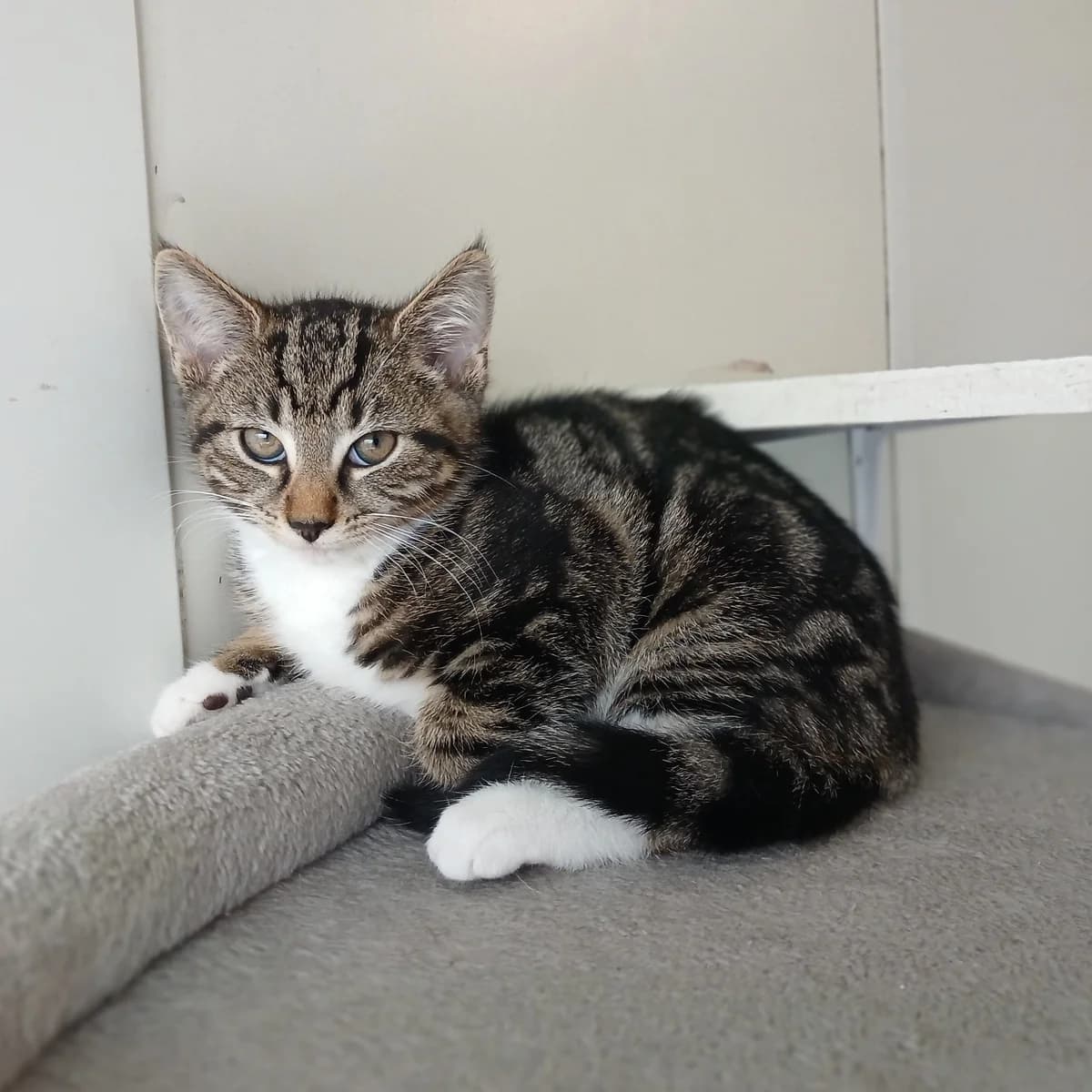 Ripple - Domestic Short Hair cat available for adoption at SPCA New Zealand in Rotorua