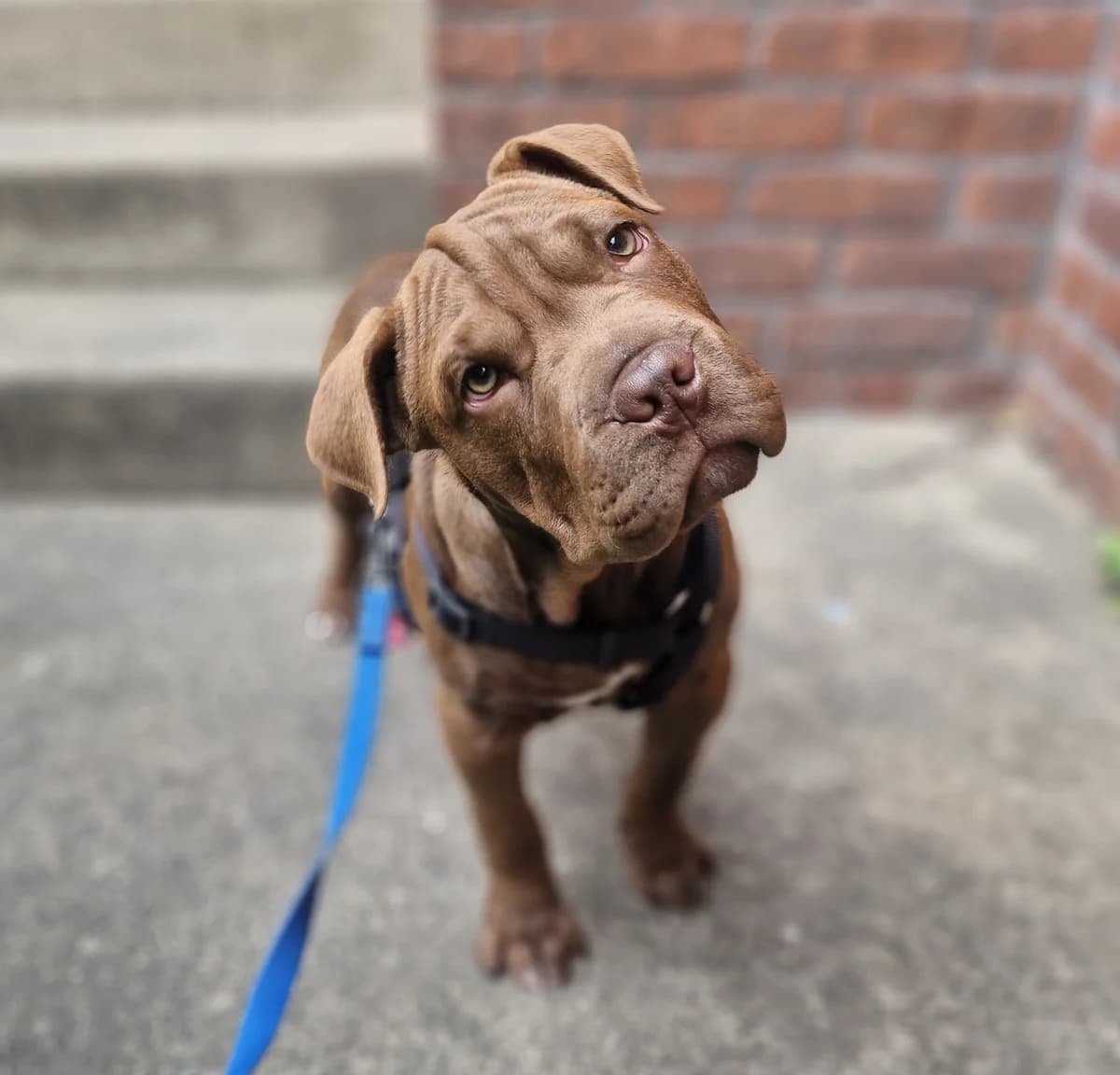 Spud - Mixed Breed available for adoption at SPCA New Zealand in Wellington