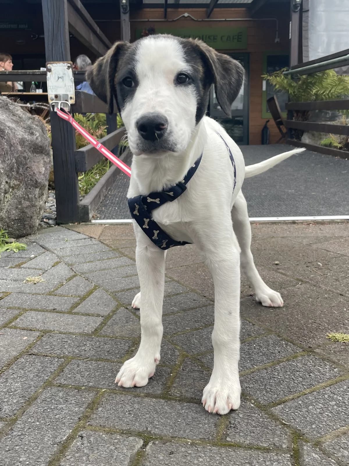 Wyatt - Mixed Breed available for adoption at SPCA New Zealand in Rotorua