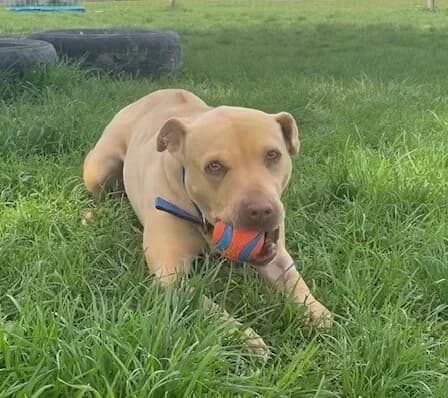 Rumi - Mixed Breed available for adoption at SPCA New Zealand in Timaru
