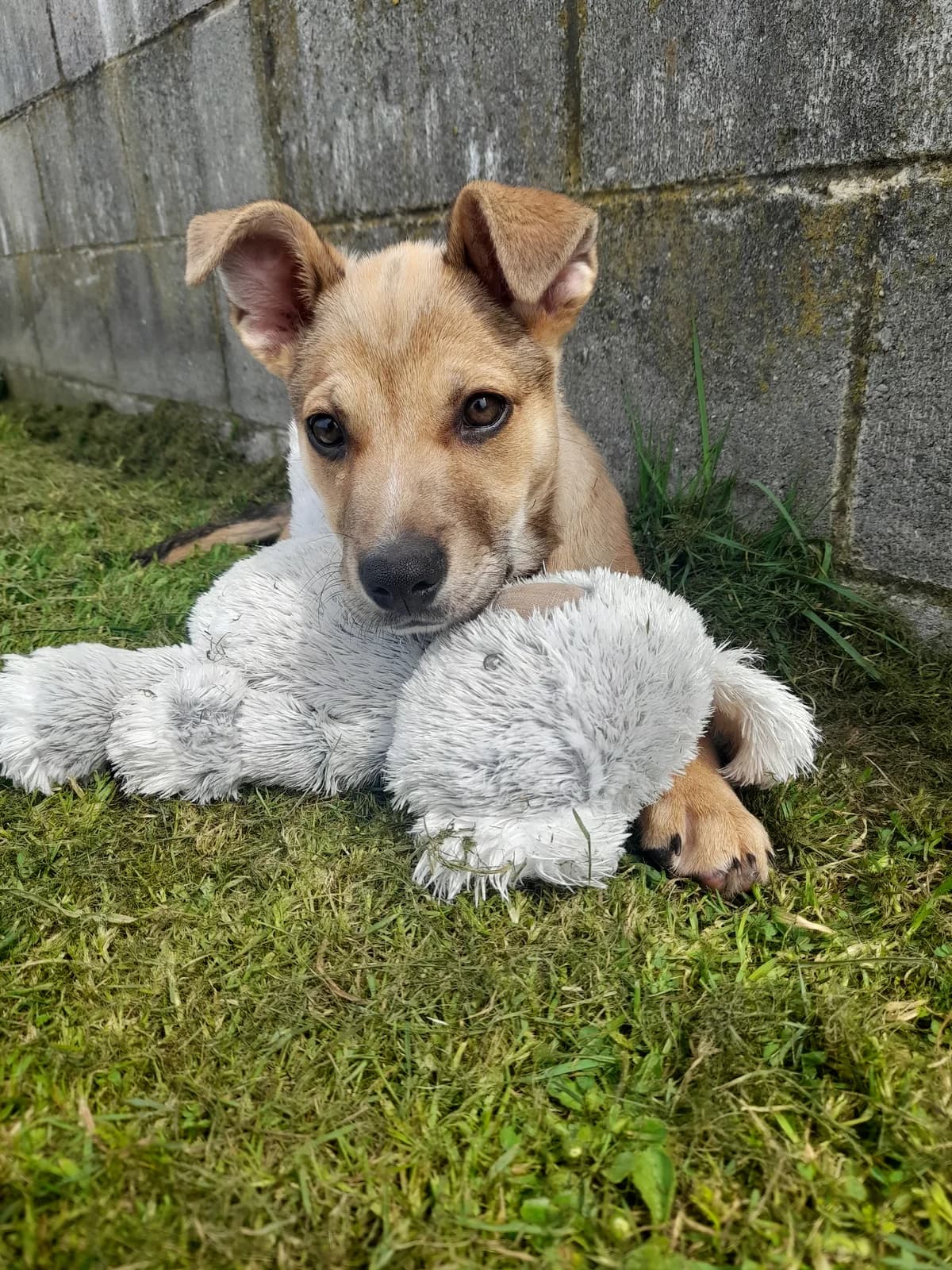 Nalina - German Shepherd Cross available for adoption at SPCA New Zealand in Timaru