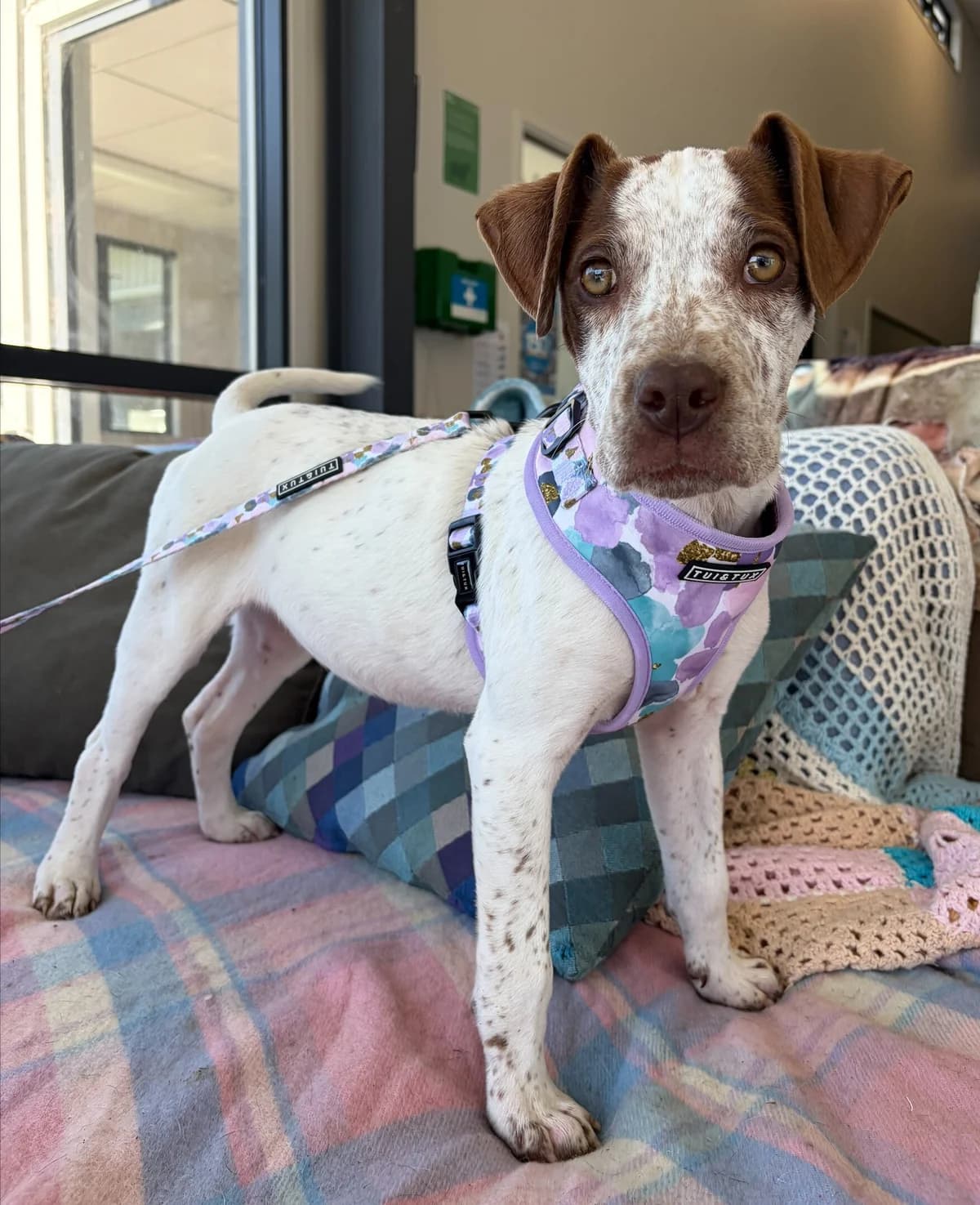 Korma - Mixed Breed available for adoption at SPCA New Zealand in Invercargill