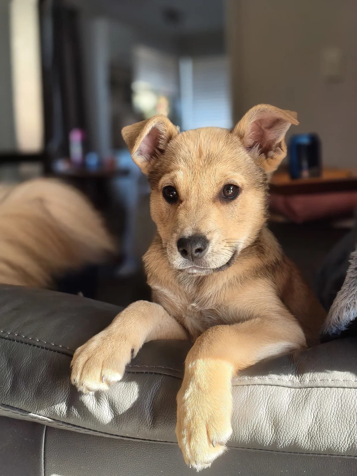 Dawn - German Shepherd Cross available for adoption at SPCA New Zealand in Timaru