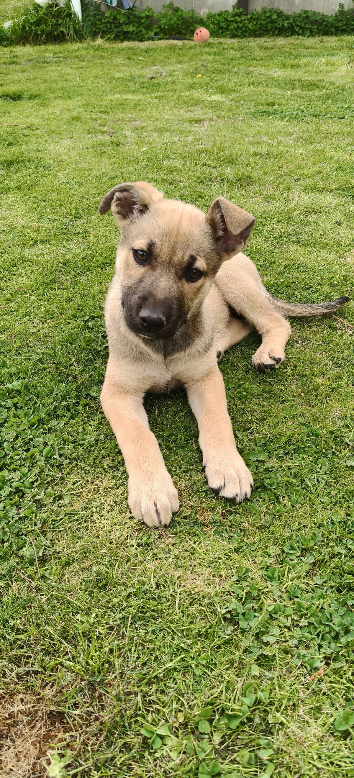 Brandy - German Shepherd Cross available for adoption at SPCA New Zealand in Timaru