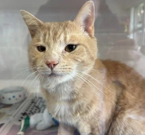 Grampaw - Domestic Short Hair cat available for adoption at SPCA New Zealand in Wellington
