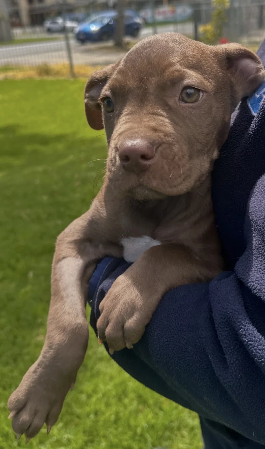 Tai - Mixed Breed available for adoption at SPCA New Zealand in Auckland