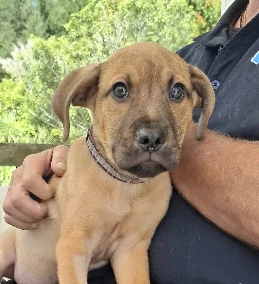 Bronn - Mixed Breed available for adoption at SPCA New Zealand in Whangārei
