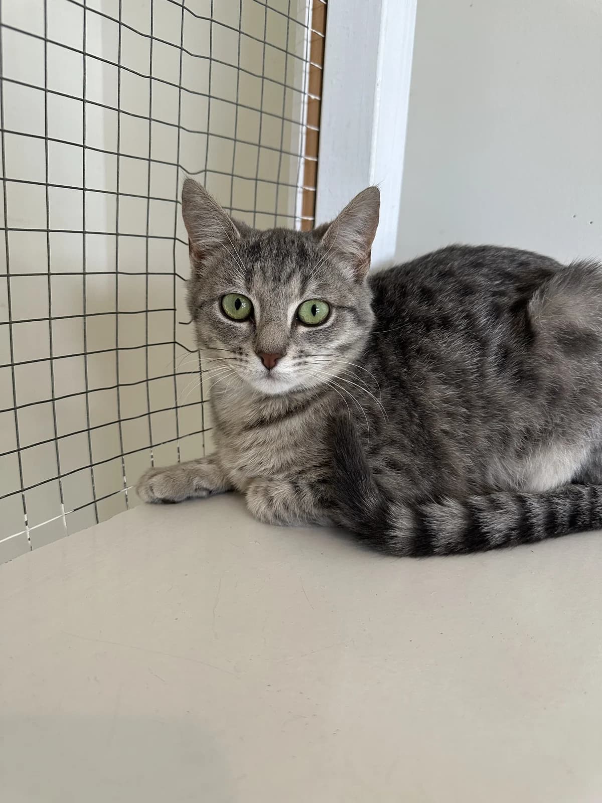Sprite - Domestic Short Hair cat available for adoption at SPCA New Zealand in Kerikeri