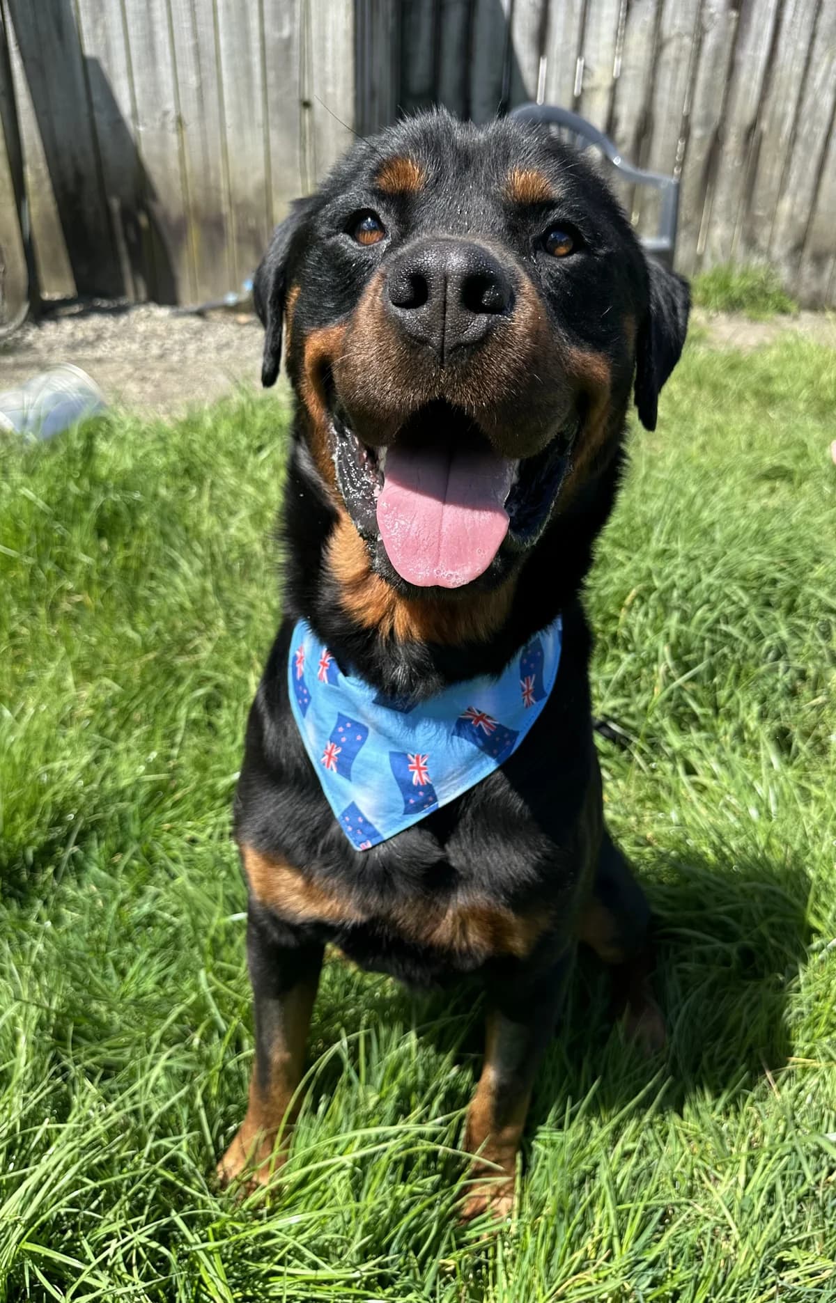 Ricky Baker - Mixed Breed available for adoption at SPCA New Zealand in Kerikeri