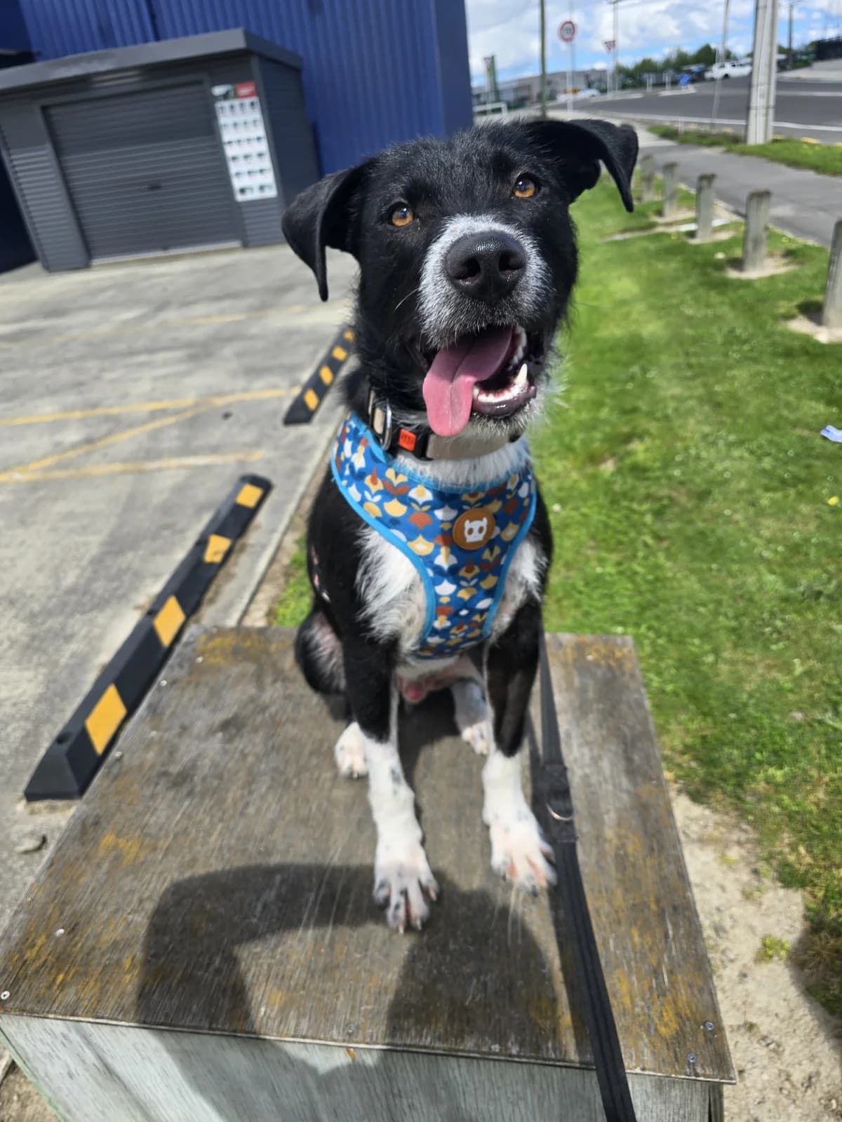 Cruz - Mixed Breed available for adoption at SPCA New Zealand in Masterton